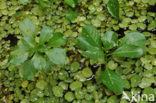 floating primrose (Ludwigia peploides)