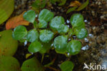 floating primrose (Ludwigia peploides)