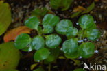 floating primrose (Ludwigia peploides)