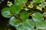 Kleine Waterteunisbloem (Ludwigia peploides)