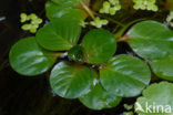 floating primrose (Ludwigia peploides)
