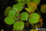 floating primrose (Ludwigia peploides)