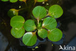 floating primrose (Ludwigia peploides)