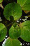 floating primrose (Ludwigia peploides)