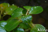 floating primrose (Ludwigia peploides)