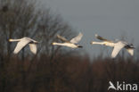Bewick’s Swan (Cygnus bewickii)
