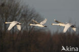 Kleine zwaan (Cygnus bewickii)