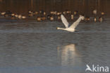 Bewick’s Swan (Cygnus bewickii)