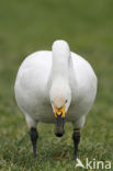 Bewick’s Swan (Cygnus bewickii)