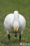 Kleine zwaan (Cygnus bewickii)