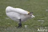 Kleine zwaan (Cygnus bewickii)