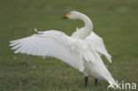 Kleine zwaan (Cygnus bewickii)