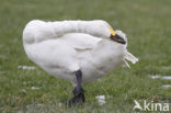 Kleine zwaan (Cygnus bewickii)