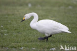 Kleine zwaan (Cygnus bewickii)