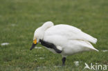 Kleine zwaan (Cygnus bewickii)