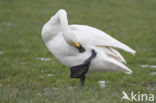 Bewick’s Swan (Cygnus bewickii)