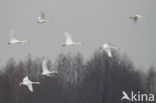 Knobbelzwaan (Cygnus olor)