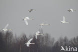 Knobbelzwaan (Cygnus olor)