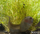 Common Spadefoot Toad (Pelobates fuscus)