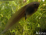 Knoflookpad (Pelobates fuscus) 