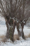 Knotwilg (Salix alba)