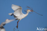 Koereiger (Bubulcus ibis)