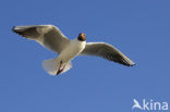 Black-headed Gull (Larus ridibundus)