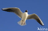 Black-headed Gull (Larus ridibundus)