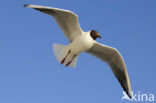 Black-headed Gull (Larus ridibundus)