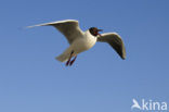 Black-headed Gull (Larus ridibundus)