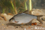 Silver Bream (Blicca bjoerkna)