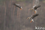 White-fronted goose (Anser albifrons)