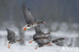 White-fronted goose (Anser albifrons)