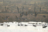 White-fronted goose (Anser albifrons)