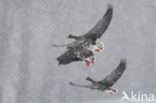 White-fronted goose (Anser albifrons)