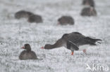 White-fronted goose (Anser albifrons)