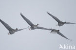 White-fronted goose (Anser albifrons)