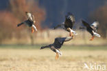 White-fronted goose (Anser albifrons)