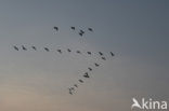 White-fronted goose (Anser albifrons)