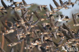 White-fronted goose (Anser albifrons)