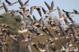 White-fronted goose (Anser albifrons)