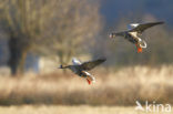 White-fronted goose (Anser albifrons)