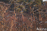 White-fronted goose (Anser albifrons)