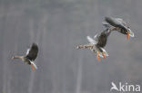 White-fronted goose (Anser albifrons)