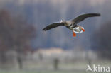 White-fronted goose (Anser albifrons)