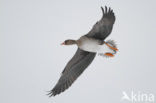 White-fronted goose (Anser albifrons)