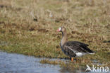 White-fronted goose (Anser albifrons)