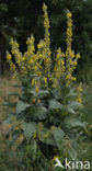 Koningskaars (Verbascum thapsus)