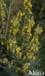 Koningskaars (Verbascum thapsus)