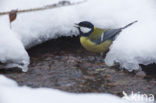 Koolmees (Parus major)